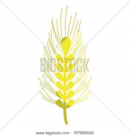 healthy wheat organ plant nutricious, vector illustration