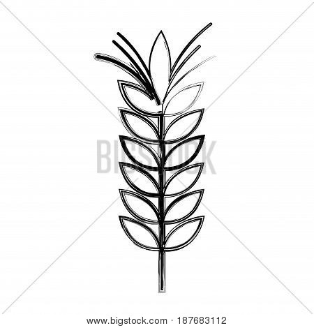 figure healthy wheat organ plant nutricious, vector illustration