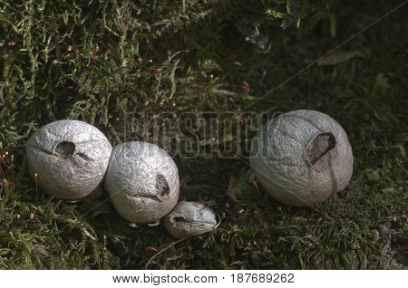 Puffball mushrooms on a stump - Lycoperdon pyriforme in a moss