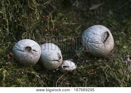 Puffball mushrooms on a stump - Lycoperdon pyriforme in a moss