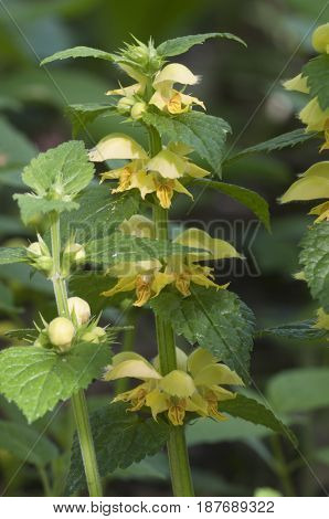 Yellow archangel plant flowers close up shot