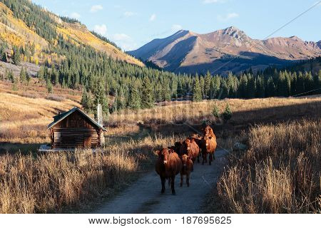 Autumn Scenery in the Rocky Mountains of Colorado