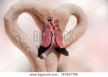 Beautiful heart-shaped flamingos. A couple of flamingos for postcard. Pairs of loves.