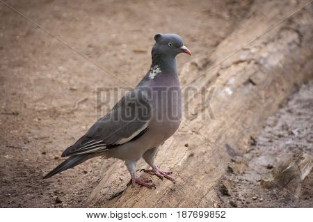 Pigeon at rest near a pond.  Waiting to be fed.
