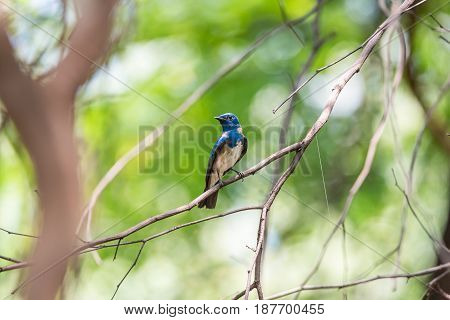 Bird (blue-and-white Flycatcher) On A Tree