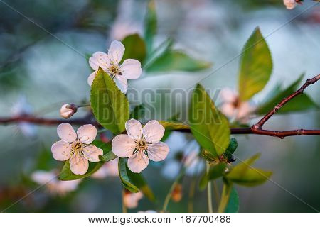 Cherry white flowers on a tree branch. Flowering season. Selective focus