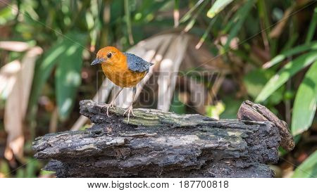 Bird (orange-headed Thrush) In A Wild