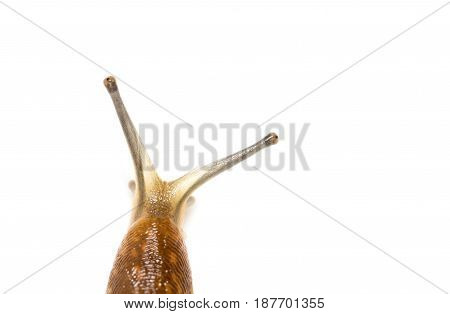 Slug snail isolated on white background. macro