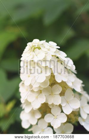 Close up shot of an oakleaf hydrangea blossom (Hydrangea quercifolia) in a garden