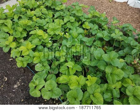 strawberry plant with green leaves in garden