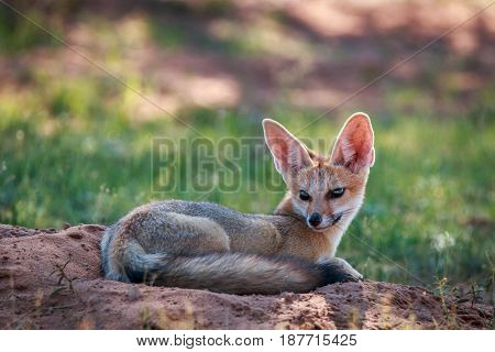 Cape Fox Laying Down In The Sand.