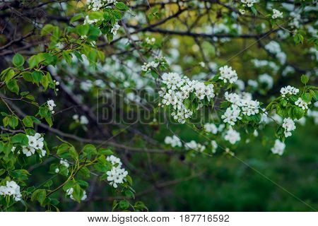 Beautiful Spring Flowers Banner. Spring Blossom. Flower Blossoming At Spring Time, Floral Background