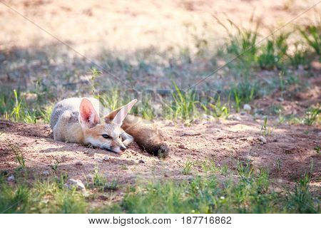 Cape Fox Laying In The Sand In Kgalagadi.