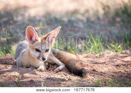 Cape Fox Laying In The Sand In Kgalagadi.