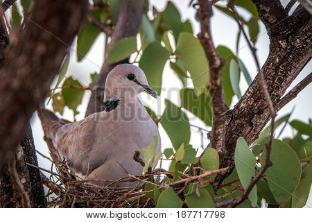 Cape Turtle Dove Sitting In Her Nest.