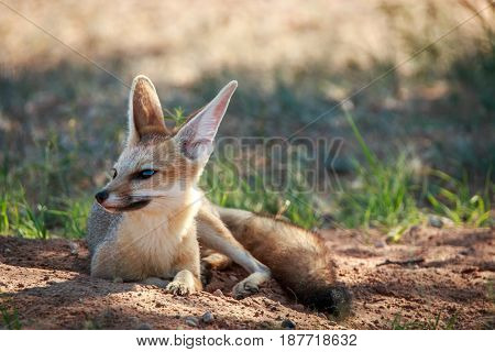 Cape Fox Laying In The Sand In Kgalagadi.