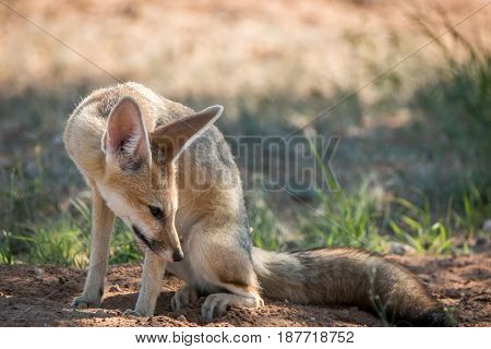 Cape Fox Looking Down In The Kgalagadi.