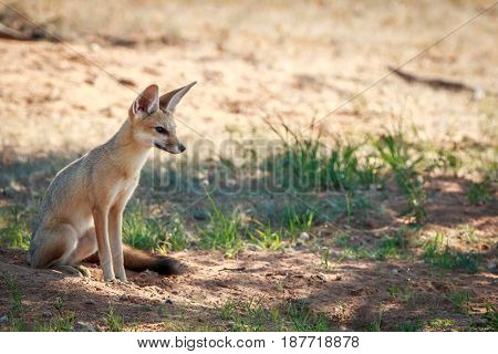 Cape Fox Sitting In The Sand In The Kgalagadi.