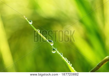 Drop of dew in morning on leaf with sunlight
