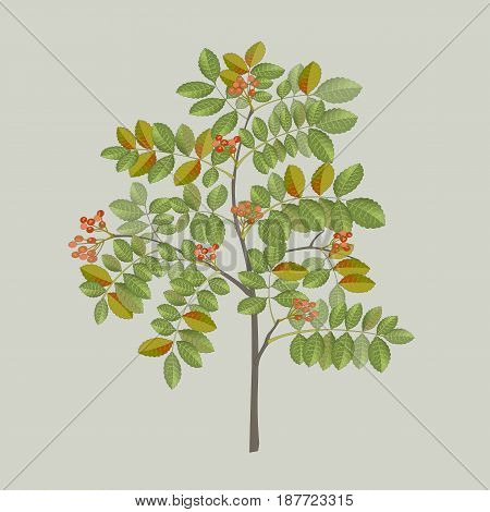 Pepper Tree Branch With Leaves and Berries