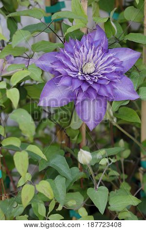 A Flower Clementis Opens Its Violet Petals