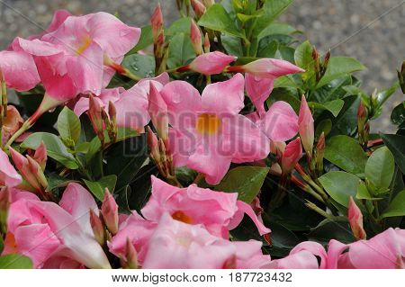 Bloomed Pink Flowers Of A Plant Dipladenia