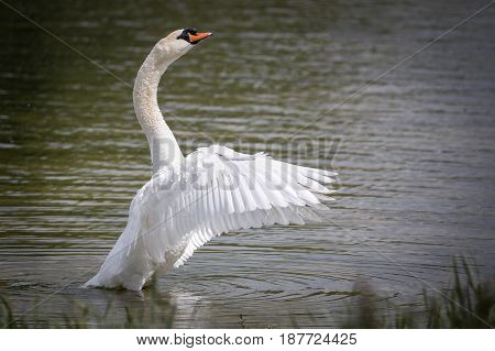 Beautiful Mute Swan (Cygnus olor) swimming in river.