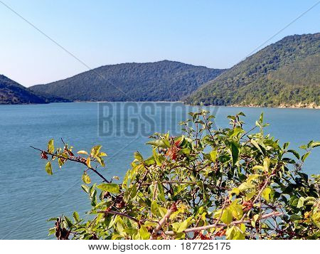 Acacia branches against the blue lake Abrau and mountain. Closeup. Novorossiysk, Black sea, Russia