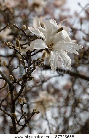 a white magnolia stellate blossomed on the branch