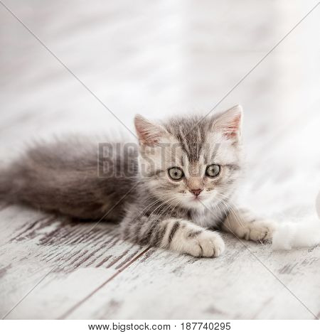 Curious gray kitten. Little cat at home. Small pet