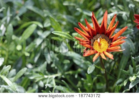 A gazania flower blossomed over the leaves