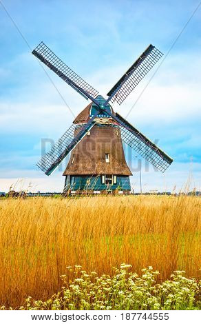 Old Dutch mill with yellow wheat at blue white cloud Netherlands summery landscape.