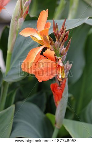 An orange flower of kreta plant plant smells the garden