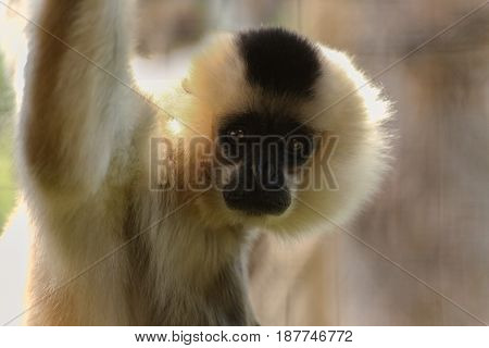 Female gibbon looks into camera. Face white monkey.