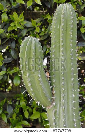 A particular succulent plant of the polaskia kikipe