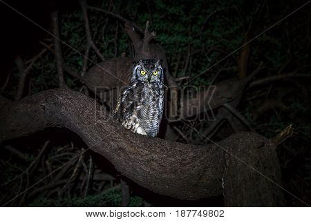 Spotted Eagle-owl Sitting In A Tree.