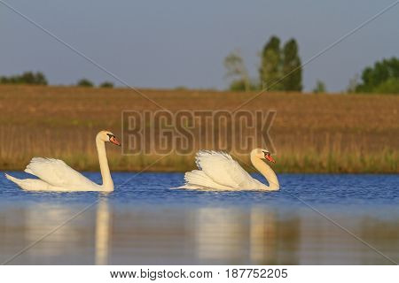 swans one by one floating on the lake, wildlife, wild animals