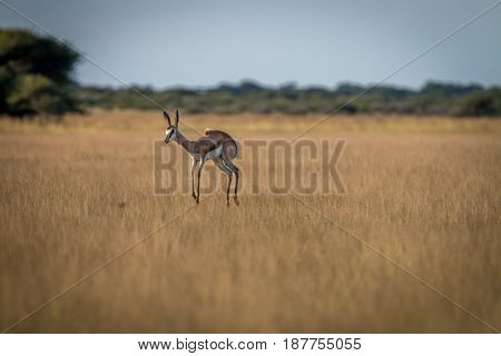 Springbok Pronking In The High Grass.