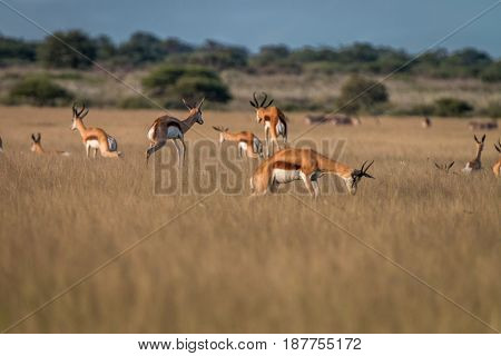 Springbok Pronking In The High Grass.