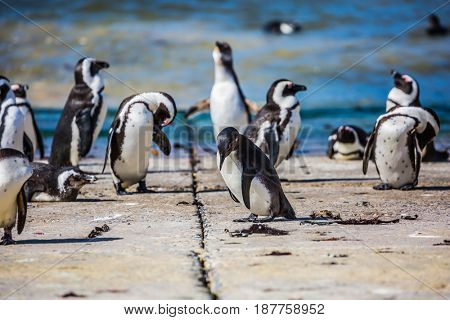  African black - white penguins on the Atlantic coast. Boulders Penguin Colony in the Table Mountain National Park, South Africa. The concept of  ecotourism