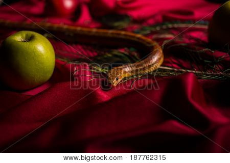 The serpent tempter on the table with apples
