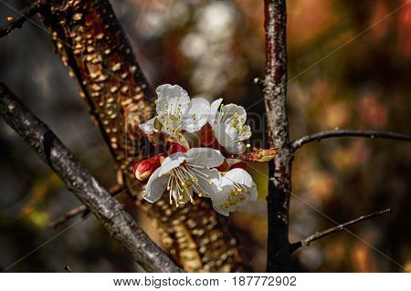 Apricot - fruite tree. Beautiful spring flower. White.