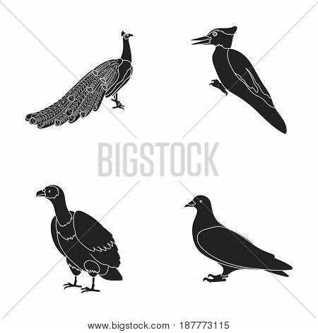 Peacock, woodpecker and various species. Birds set collection icons in black style vector symbol stock illustration .
