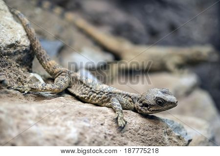 Beautiful Painted Dragon Reptile Stellagama Stellio Brachydactyla On Rock