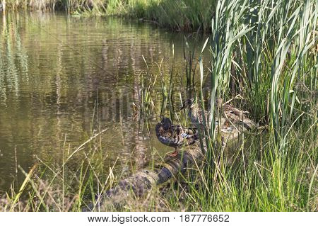 Hree Wild Ducks Sit On The Lake Among The Reeds