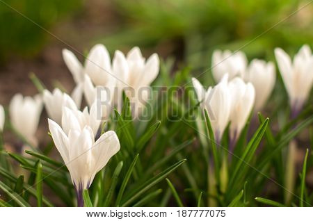 First Spring Flowers, Snowdrops In Garden, Sunlight