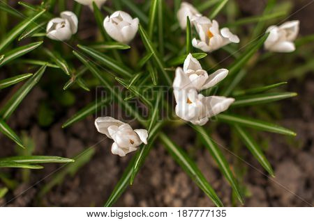 First Spring Flowers, Snowdrops In Garden, Sunlight