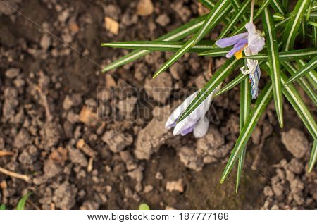First Spring Flowers, Snowdrops In Garden, Sunlight