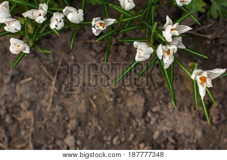 First Spring Flowers, Snowdrops In Garden, Sunlight