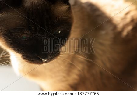 Cute Blue-eyed Siamese Cat Sitting On Chair